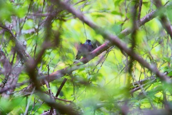 Black Paradise Flycatcher 天理ダム風致公園 Unknown Date