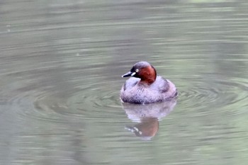 2022年6月8日(水) 座間谷戸山公園の野鳥観察記録