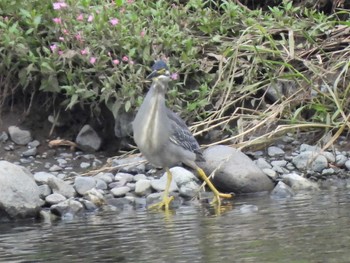 2022年6月8日(水) 平塚市金目川の野鳥観察記録