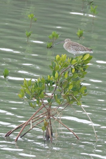 Eurasian Curlew Manko Waterbird & Wetland Center  Fri, 12/29/2017