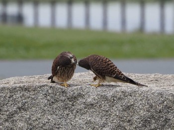 Common Kestrel 淀川河川公園 Wed, 6/8/2022