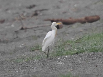 アマサギ 葛西臨海公園 2022年6月8日(水)