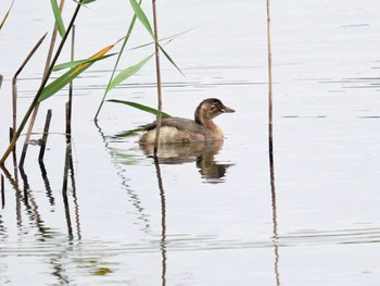 カイツブリ 葛西臨海公園 2022年6月8日(水)