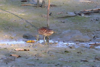 オオヨシゴイ 漫湖水鳥・湿地センター 2017年12月28日(木)