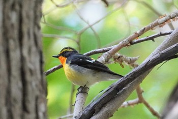 キビタキ 旭山記念公園 2022年5月15日(日)