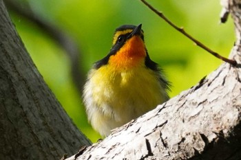 キビタキ 旭山記念公園 2022年5月15日(日)