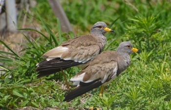 2022年6月8日(水) 大阪市生野区の野鳥観察記録