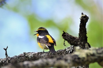 Narcissus Flycatcher Senjogahara Marshland Sun, 6/5/2022