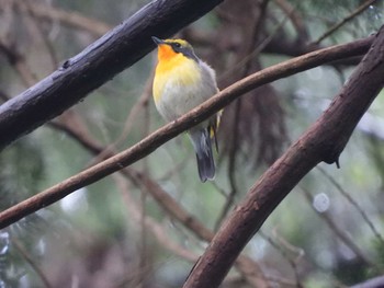 キビタキ 青葉山公園 2022年6月8日(水)