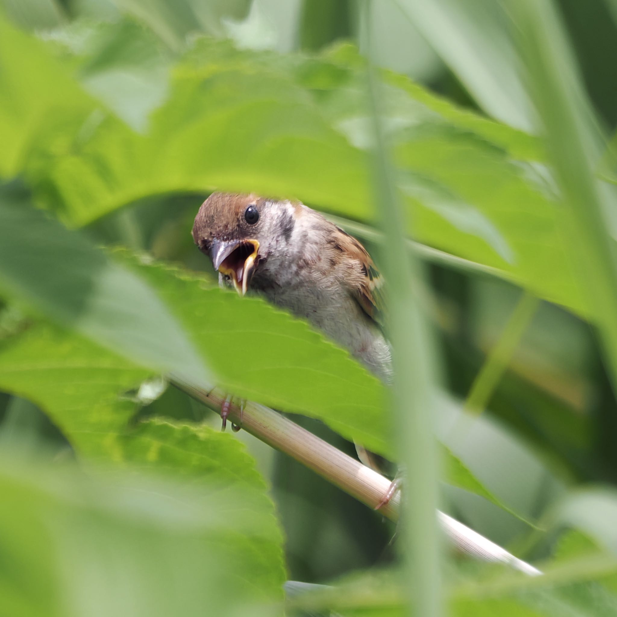 スズメ