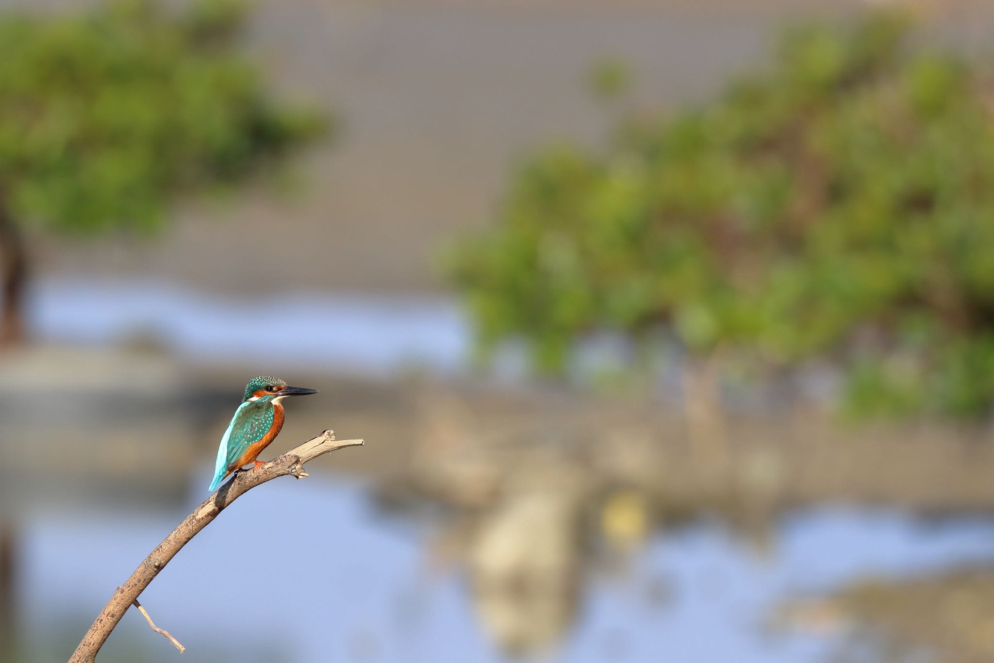 Photo of Common Kingfisher at 具志干潟 by Zakky