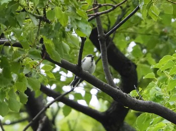 Japanese Tit 東京都 Wed, 6/8/2022