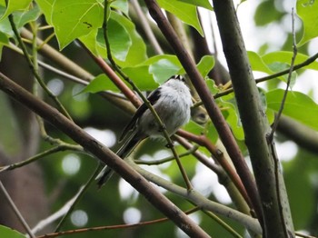 Long-tailed Tit 東京都 Wed, 6/8/2022