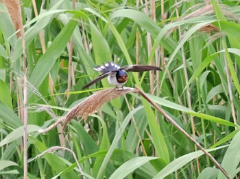 ツバメ 葛西臨海公園 2022年6月8日(水)