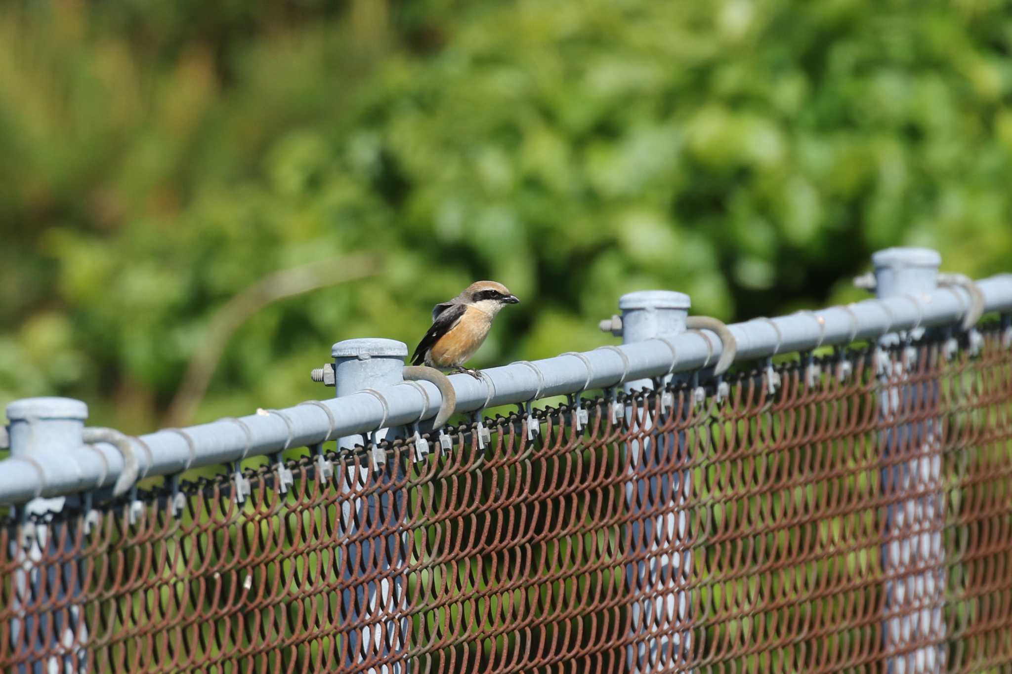 Bull-headed Shrike