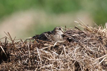 Latham's Snipe 北海道　函館市　函館空港 Wed, 6/8/2022