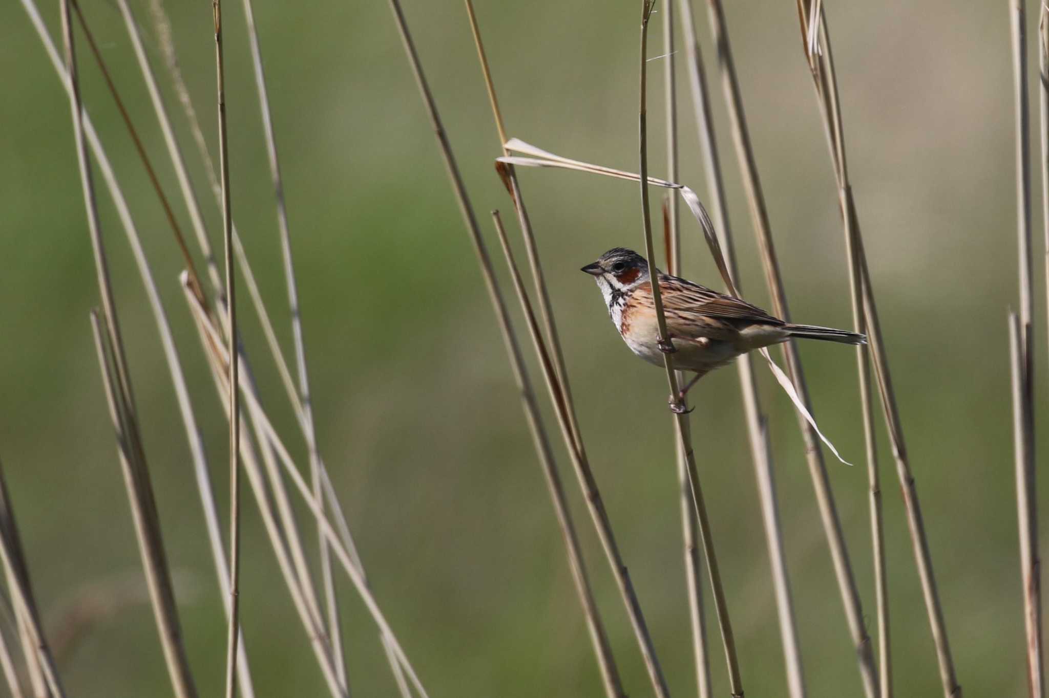 Chestnut-eared Bunting