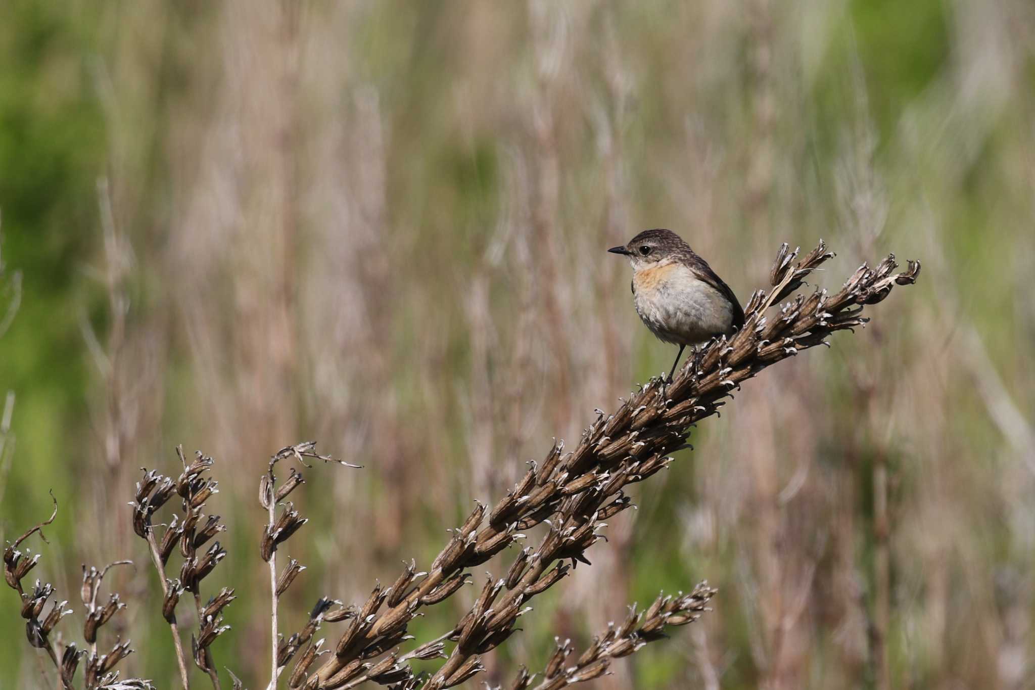 Amur Stonechat