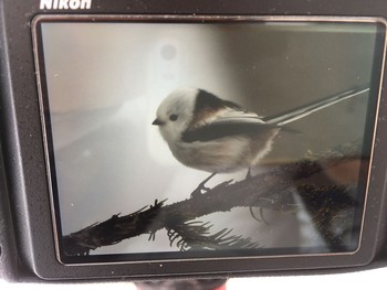 Long-tailed tit(japonicus) Unknown Spots Sun, 12/31/2017