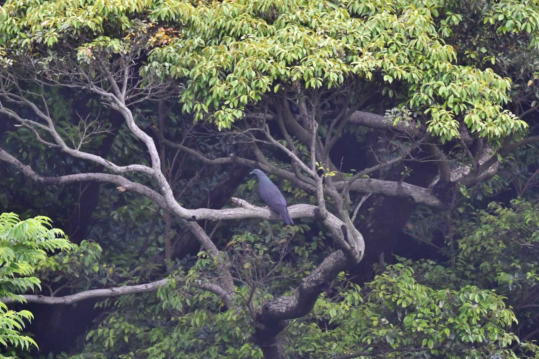 三宅島 カラスバトの写真 by あひる