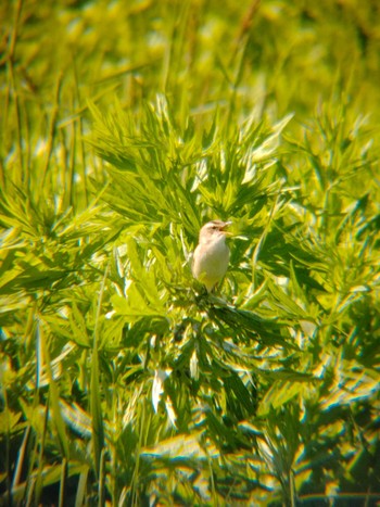 Black-browed Reed Warbler 茨戸川緑地 Tue, 6/7/2022