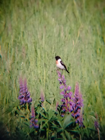 Amur Stonechat 茨戸川緑地 Tue, 6/7/2022