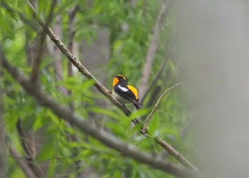 Narcissus Flycatcher 上高地 Sun, 6/5/2022