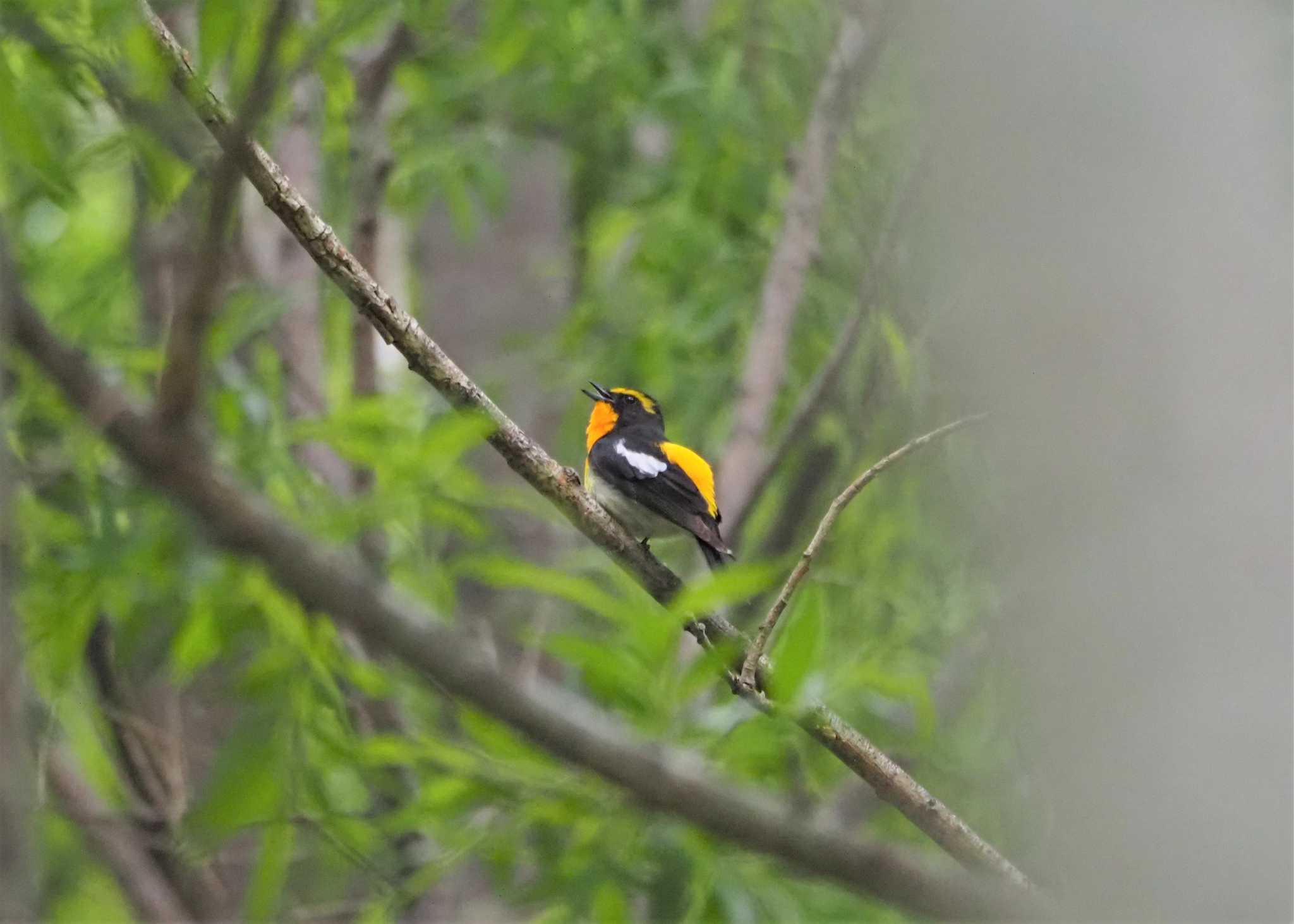 Narcissus Flycatcher