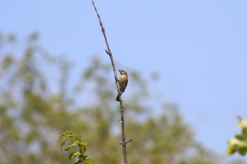 2022年6月8日(水) 茨戸川緑地の野鳥観察記録