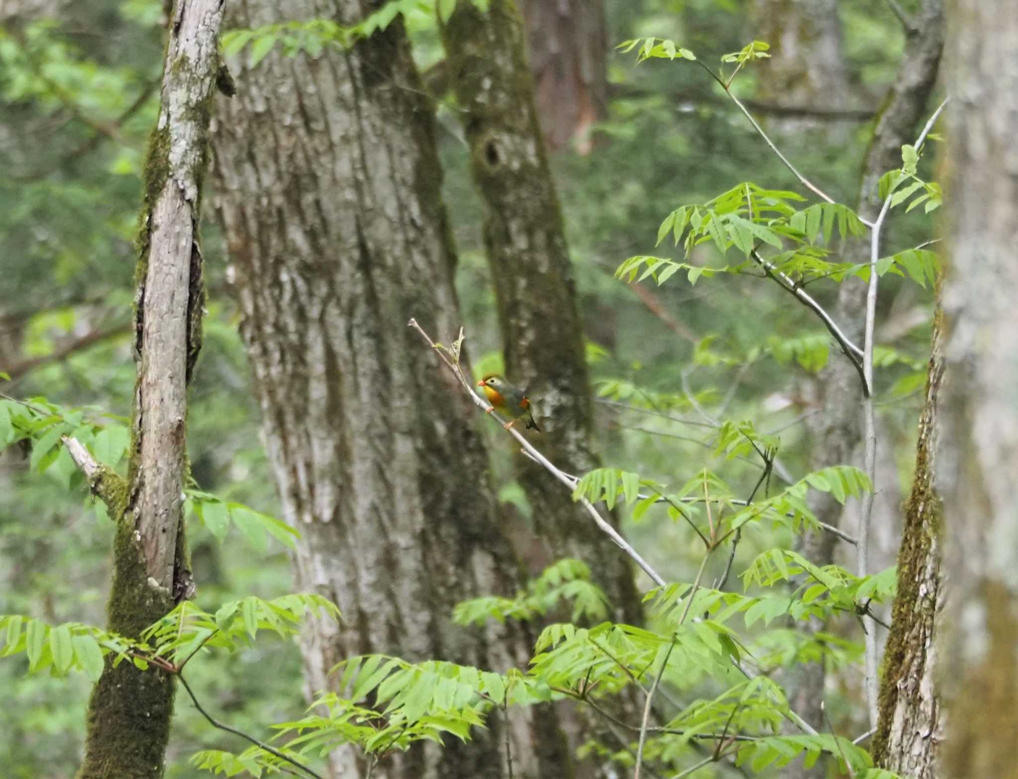 Red-billed Leiothrix