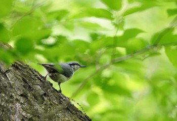 ゴジュウカラ 伊香保森林公園 2022年6月5日(日)