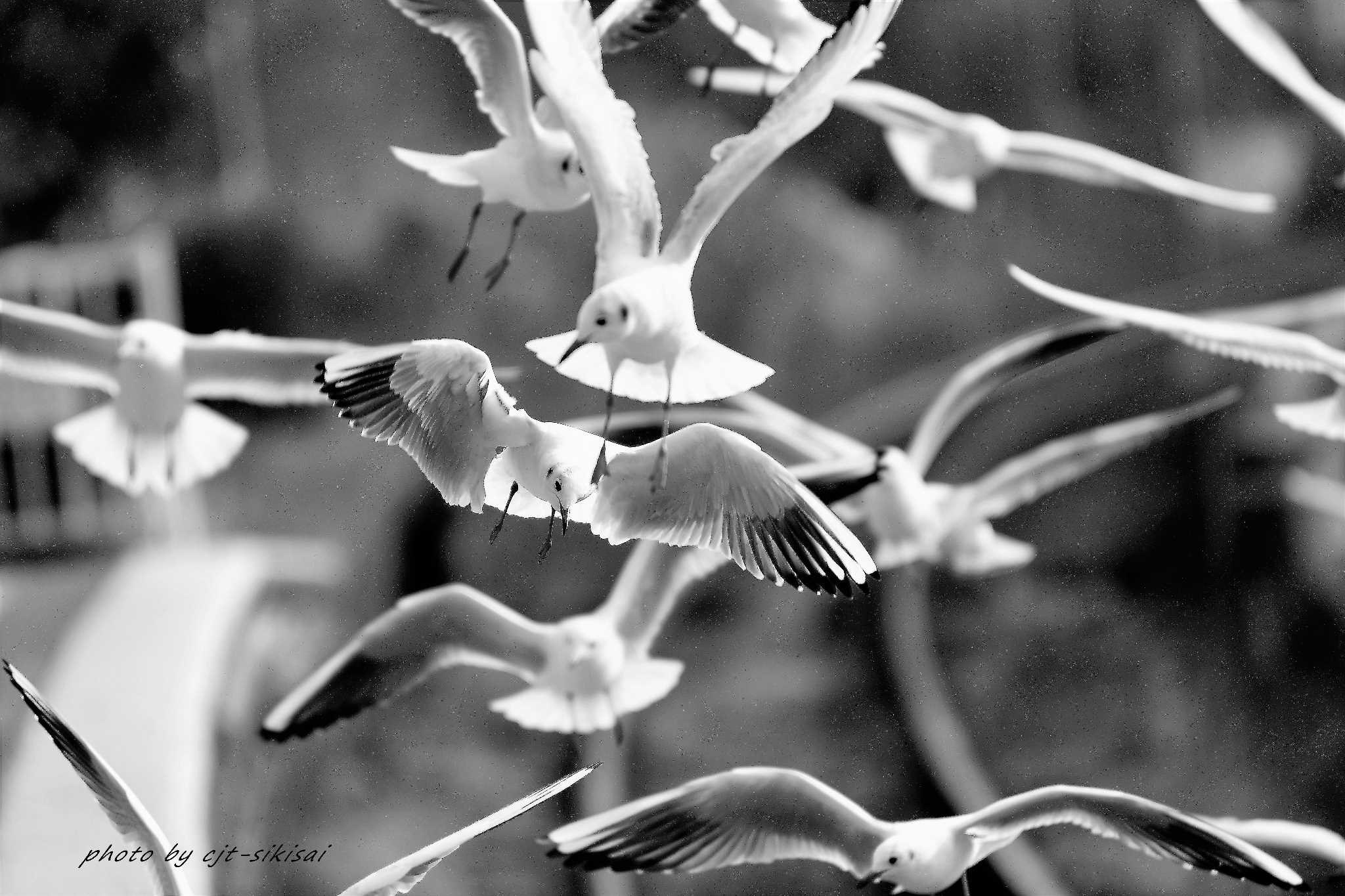 Photo of Black-headed Gull at 浜名湖佐久米駅 by F. Makida