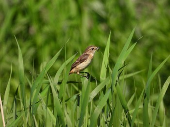 Amur Stonechat 宮島沼 Wed, 6/8/2022