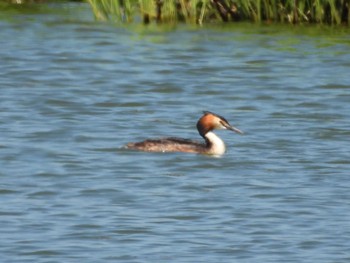 Great Crested Grebe 宮島沼 Wed, 6/8/2022