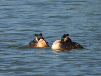 Great Crested Grebe 宮島沼 Wed, 6/8/2022