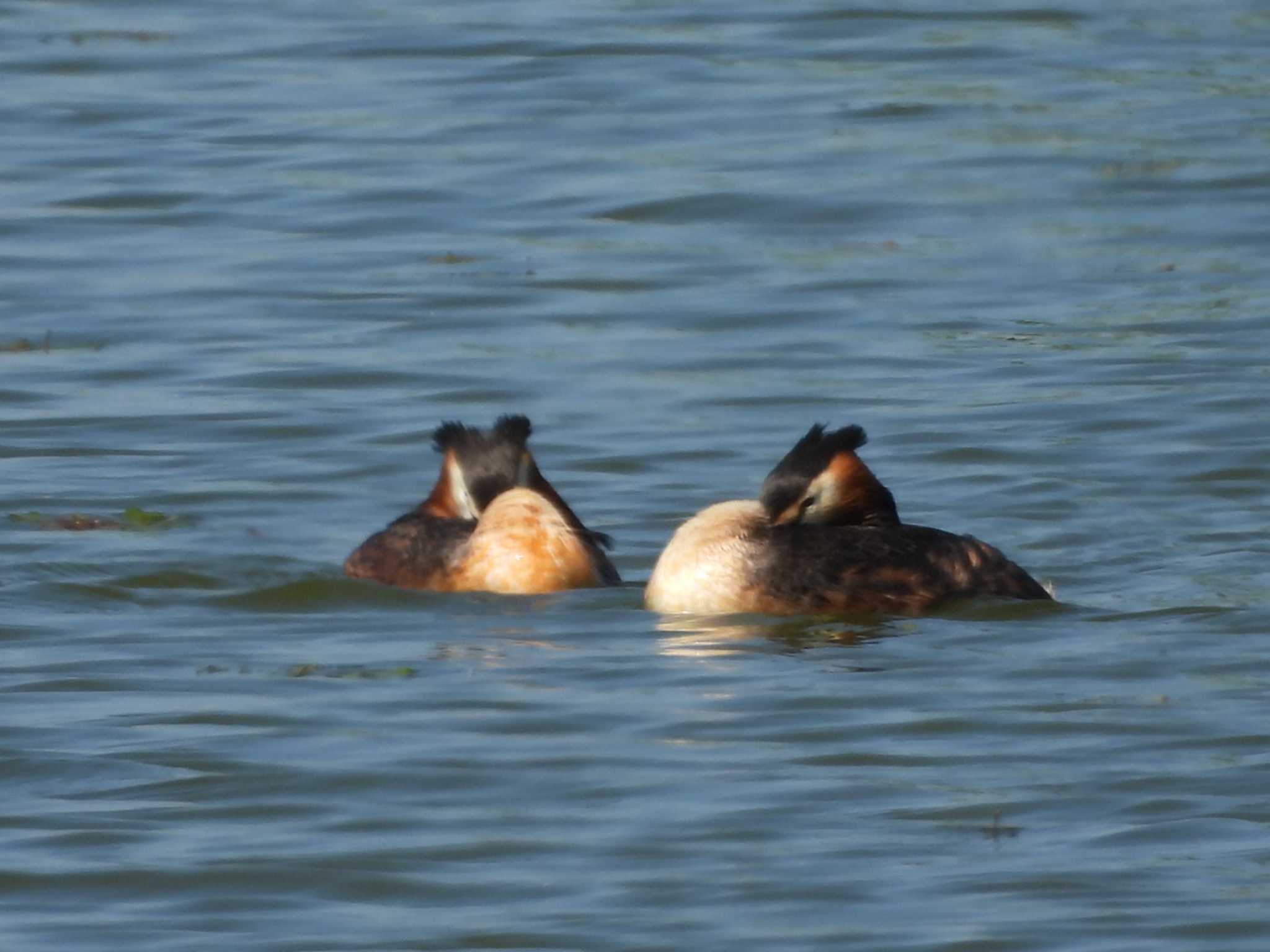 Photo of Great Crested Grebe at 宮島沼 by TAMACO