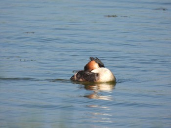 Great Crested Grebe 宮島沼 Wed, 6/8/2022