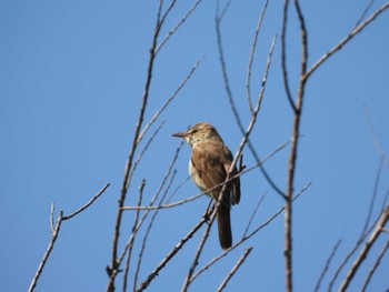 Oriental Reed Warbler 宮島沼 Wed, 6/8/2022