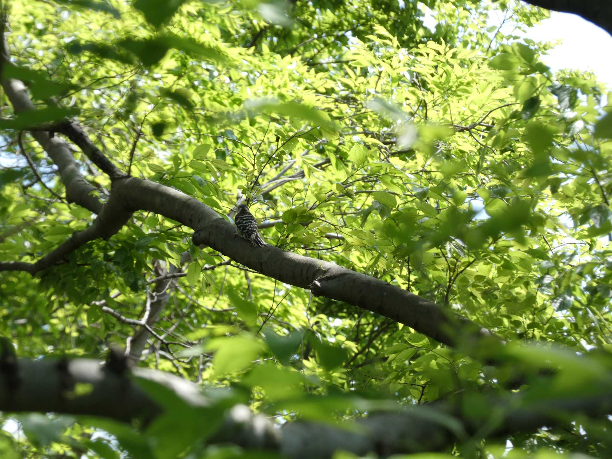 相模三川公園自然観察園 コゲラの写真 by koshi