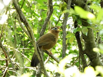 2022年4月23日(土) 相模三川公園自然観察園の野鳥観察記録