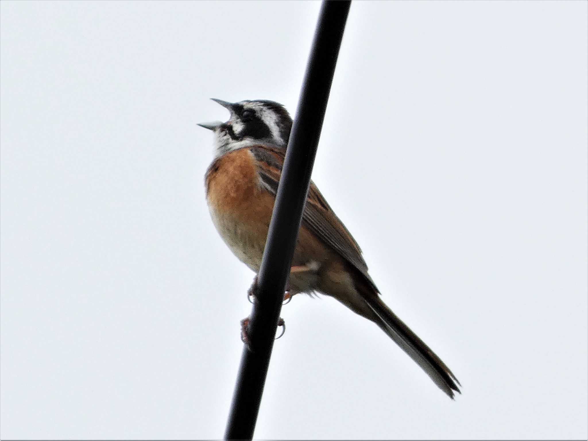 Photo of Meadow Bunting at 小網代の森 by koshi