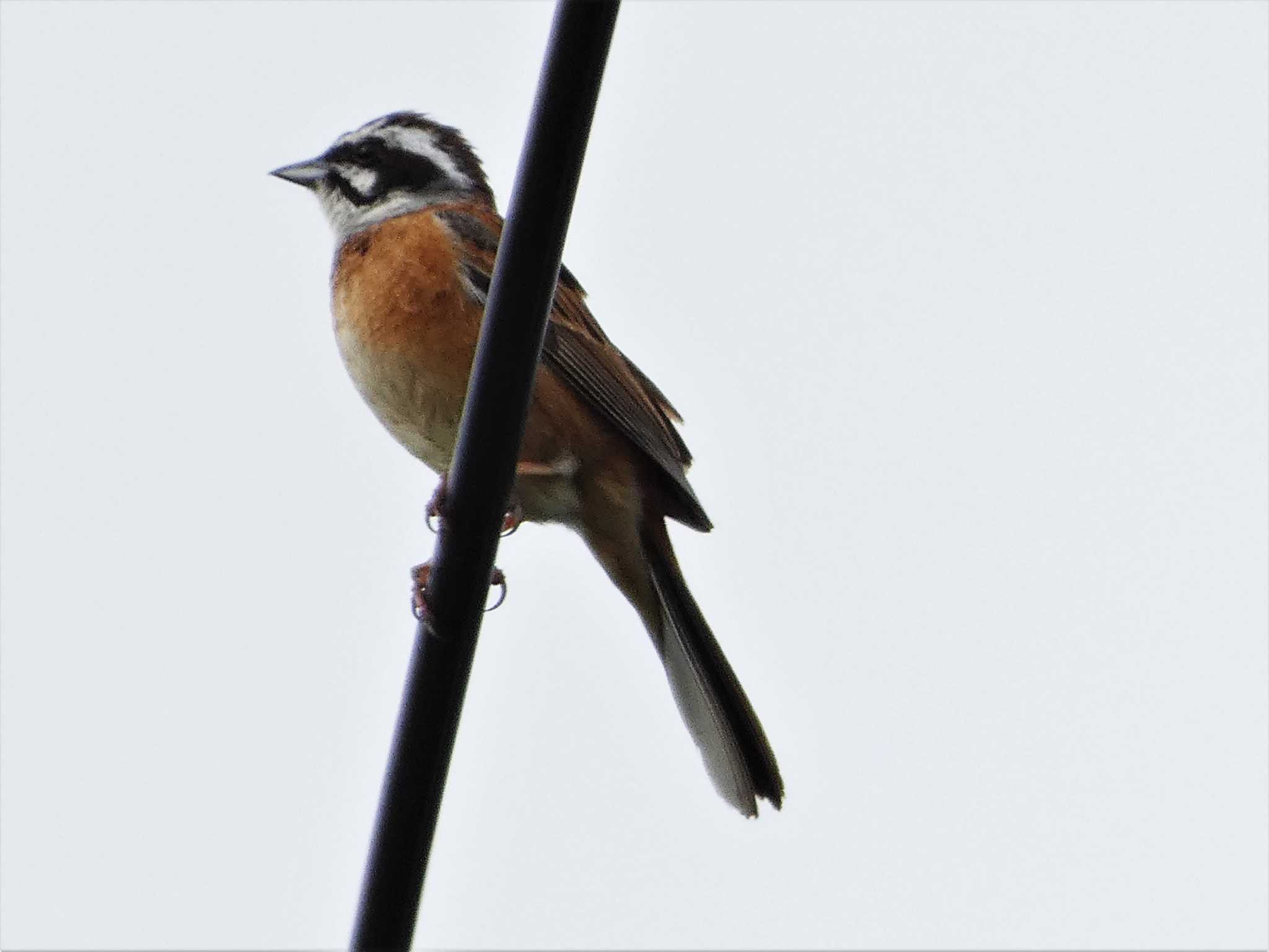 Photo of Meadow Bunting at 小網代の森 by koshi