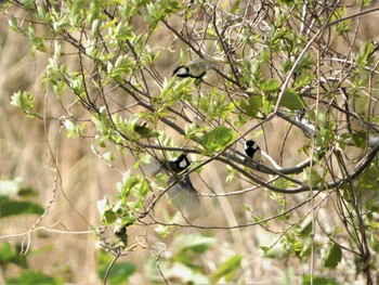 2022年4月23日(土) 厚木の野鳥観察記録