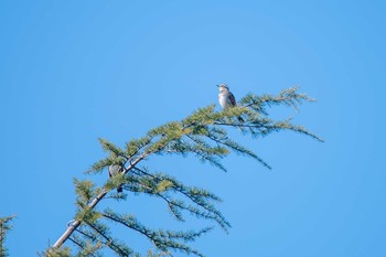 Dusky Thrush Akashi Park Fri, 12/22/2017