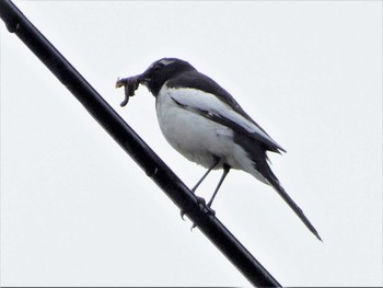 2022年4月24日(日) 菖蒲園の野鳥観察記録