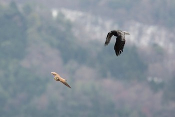 チョウゲンボウ 滋賀　湖北 2017年12月31日(日)