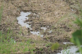 ケリ 恩地川 2022年6月5日(日)