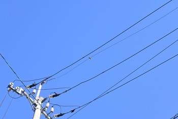 2022年6月9日(木) 宝梅の野鳥観察記録