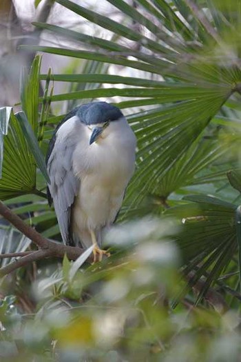 Black-crowned Night Heron Inokashira Park Tue, 1/3/2017