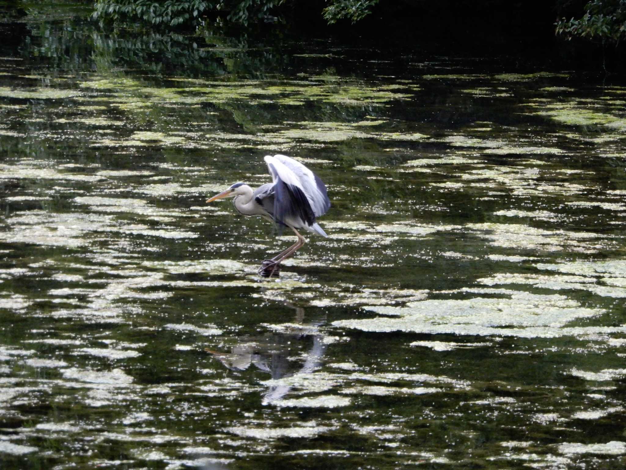 井の頭公園 アオサギの写真 by morinokotori